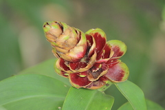 Costus woodsonii