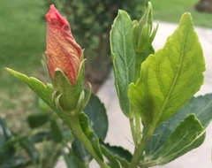 Hibiscus rosa-sinensis