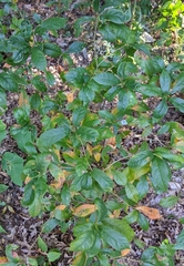 Ilex laevigata