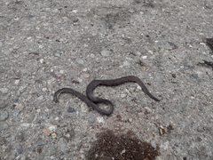 Atractus lasallei