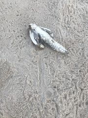 Ogcocephalus cubifrons