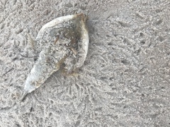 Ogcocephalus cubifrons