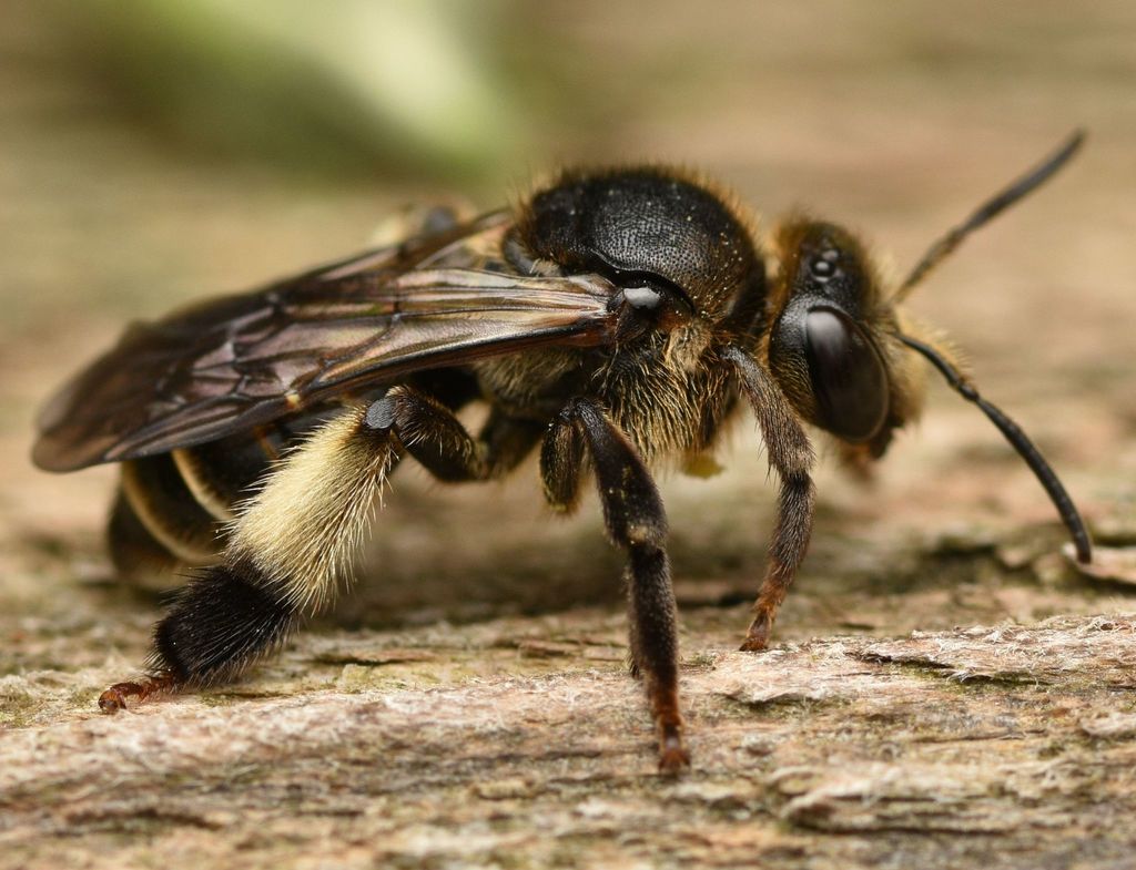European Yellow Loosestrife Bee, photo 1 of 10