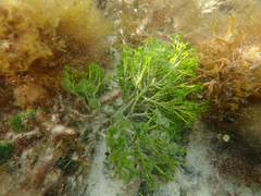 Cymopolia barbata
