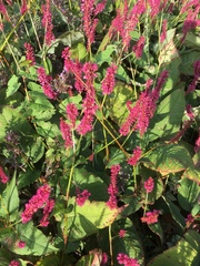 Bistorta amplexicaulis