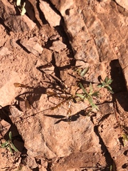 Megarhyssa macrurus icterosticta