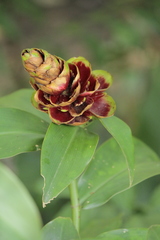 Costus woodsonii