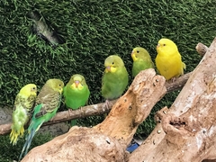 Melopsittacus undulatus