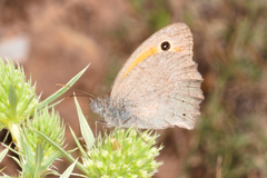Hyponephele lupinus