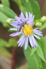Toxorhynchites rutilus septentrionalis