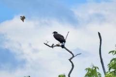Buteogallus