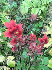 Castilleja chrymactis