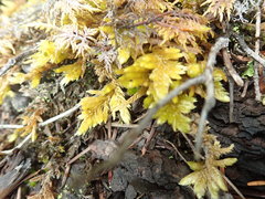 Homalothecium megaptilum