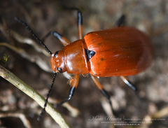 Strongylium hoepfneri