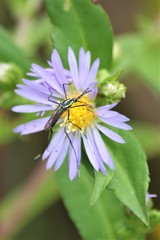 Toxorhynchites rutilus septentrionalis