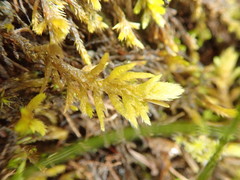 Homalothecium megaptilum