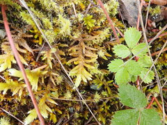 Homalothecium megaptilum