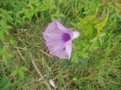 Ipomoea