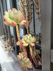 Sedum pachyphyllum