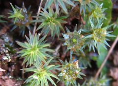 Polytrichadelphus magellanicus