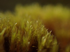 Grimmia torquata