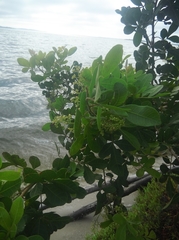 Schinus terebinthifolia