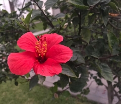 Hibiscus rosa-sinensis