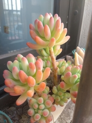 Sedum pachyphyllum