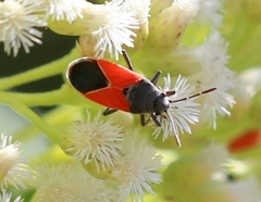 Melanopleurus belfragei