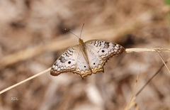 Anartia jatrophae