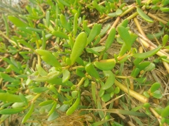 Sesuvium portulacastrum