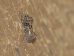 Acrolophus piger