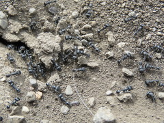 Pogonomyrmex brevibarbis
