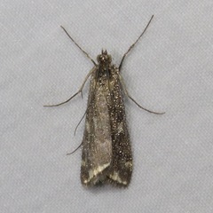 Loxostege munroealis