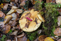 Lactarius repraesentaneus