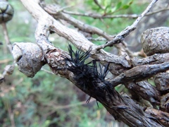 Septobasidium clelandii