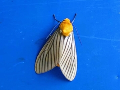 Pseudischnocampa
