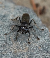 Lyroda