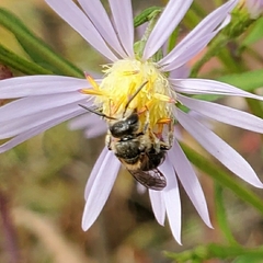Lasioglossum zonulus