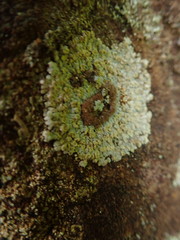 Placopsis gelida