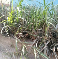 Poaceae
