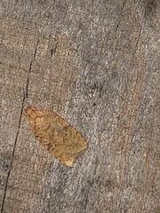 Agonopterix thelmae
