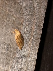 Agonopterix thelmae
