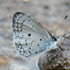 Celastrina lavendularis