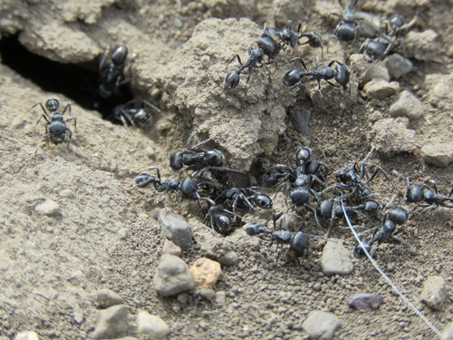 短胡须蚁Pogonomyrmex brevibarbis