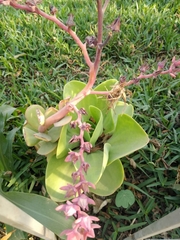 Crassulaceae