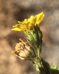 Deinandra bacigalupii