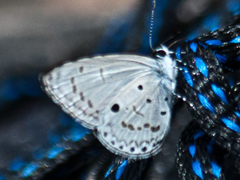Celastrina lavendularis