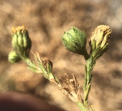 Deinandra bacigalupii