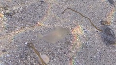 Butterfish photo 5